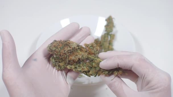 Drug dealer demonstrates cannabis before selling drugs — Stock Video