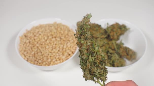 L'utilisation des plantes de cannabis dans une alimentation saine — Video