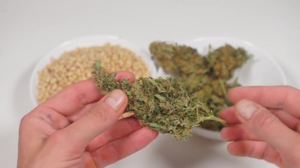 Chef examina planta de malezas antes de preparar alimentos saludables con cannabis medicinal — Vídeos de Stock