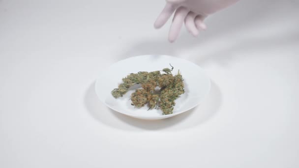 Demonstration of marijuana cones on a white surface — Stock Video