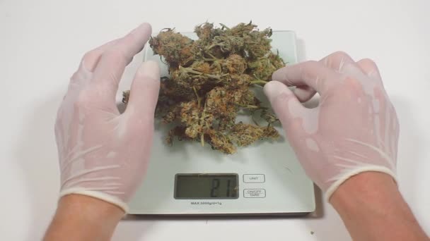 Doctor examina cannabis preparando un producto para un paciente de cáncer — Vídeos de Stock