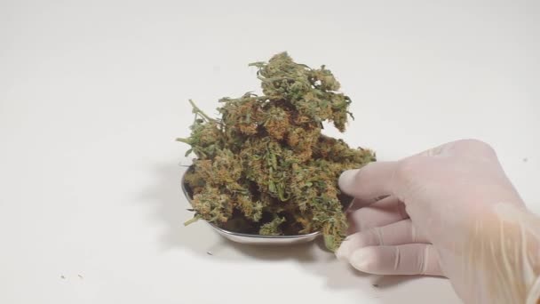 Un bouquet de cannabis est dans l'assiette, consommation de marijuana — Video
