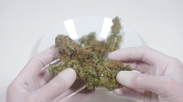 Droghandlare undersöker cannabissorter — Stockvideo