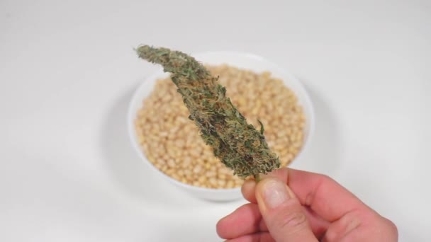 Cannabisplant in handen van de kok — Stockvideo