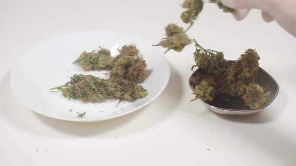 Marihuana, Cannabis im Teller, der Arzt untersucht die Sorte — Stockvideo