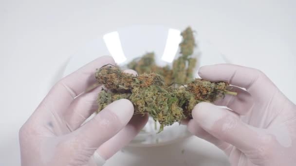 Medical marijuana, the doctor puts a plate with devices — Stock Video