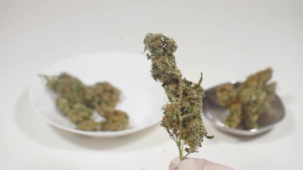 Demostración de planta de cannabis antes de la venta por vendedor — Vídeos de Stock