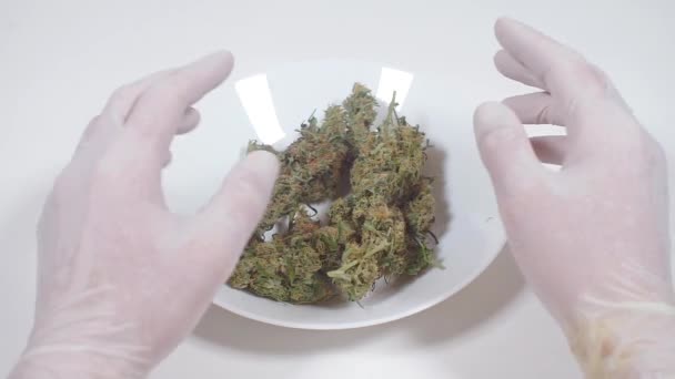 Marihuana v laboratorní studii, detailní záběr — Stock video