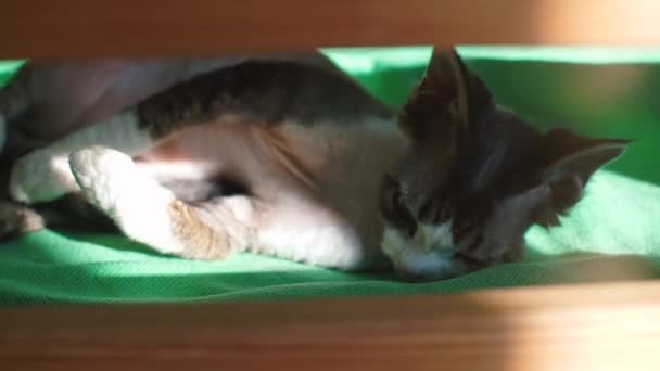 Крупный план серая кошка лежит в солнечном свете — стоковое видео