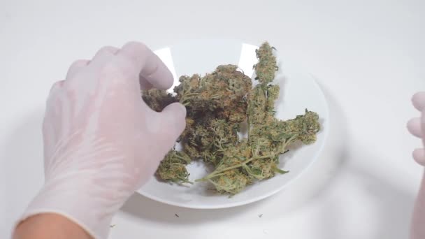 Marihuana medyczna w białym talerzu, badanie typu marihuany — Wideo stockowe
