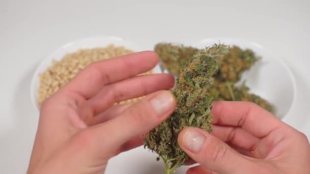 Здоровое питание с марихуаной, подготовка растений к употреблению — стоковое видео