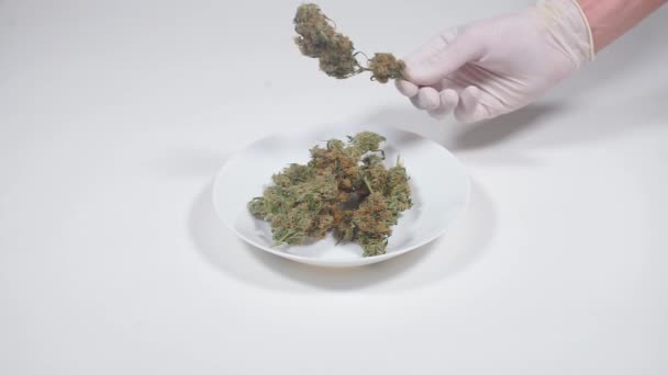 Marihuana kullanarak, bir tabağa esrar kozalakları koymak — Stok video