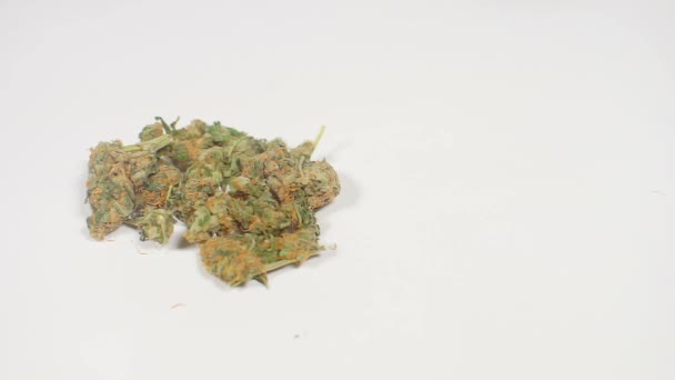 Handen plockar upp marijuana från en vit bakgrund — Stockvideo