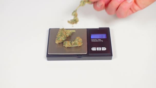 Weighing cannabis in the criminal police lab — Stock Video