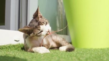 Kedi yavrusu çimlerin üzerinde uzanmış bir dalı kemiriyor.