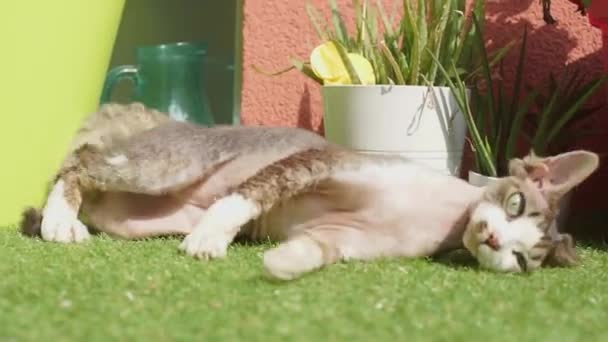 Játékos macska feküdt a füvön mászás — Stock videók