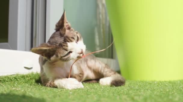 Котенок лежит на траве и грызет собаку — стоковое видео
