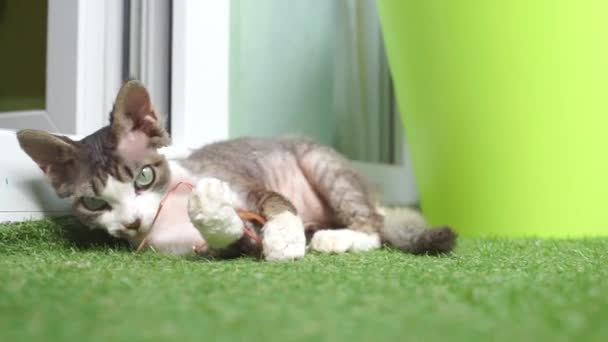 O gatinho está mentindo, brincando, mordendo um galho — Vídeo de Stock