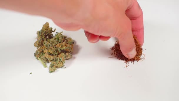 Cannabis close up and put tobacco — Stock Video