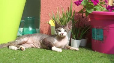 Kedi balkonda güneş ışığında yatıyor.
