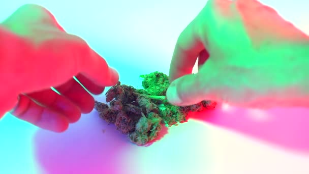 Narcotrafiquant pose marijuana sans visage — Video