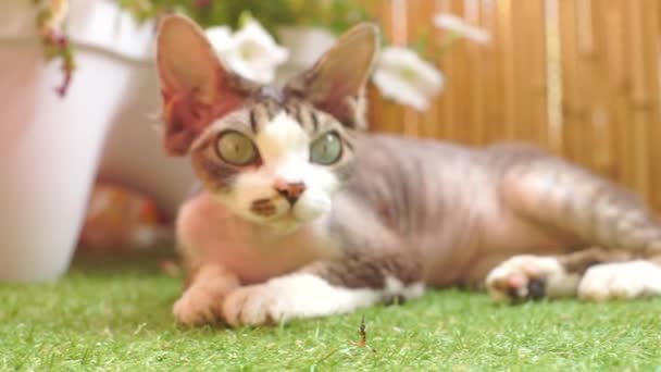 Крупным планом лица лежащей кошки — стоковое видео