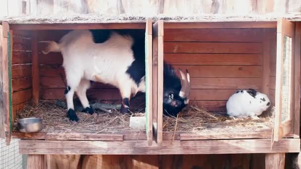 Uma cabra fica em uma gaiola de coelho e come — Vídeo de Stock
