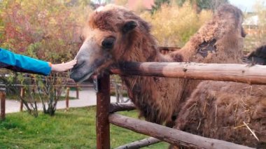 Bir devenin kafasının ve boynunun yakın çekimi..
