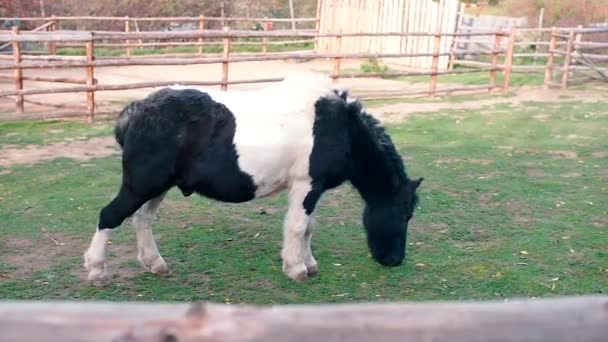 Černobílý poník na pastvině ve vesnici. — Stock video