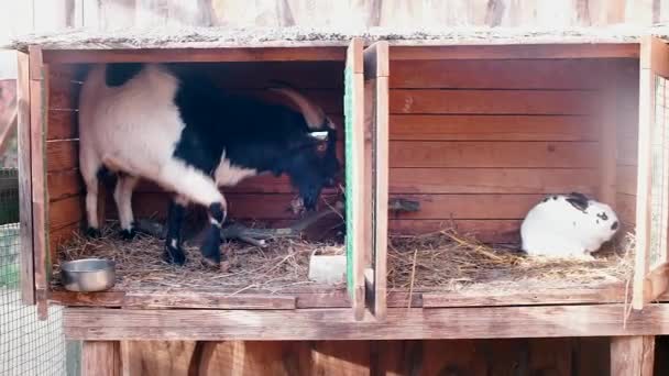 Huisdieren in een kooi in het dorp. — Stockvideo