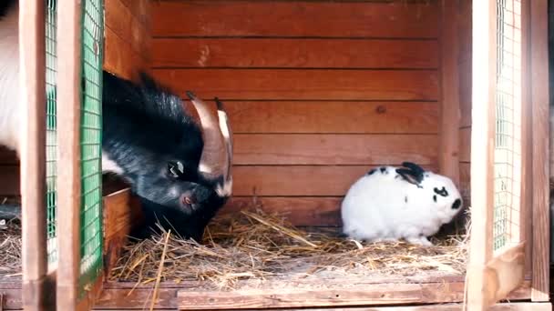 山羊和兔子的头颅被关在笼子里. — 图库视频影像