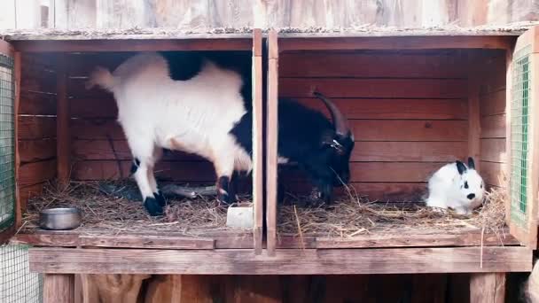 Kinderen kijken naar een geit in een kooi — Stockvideo