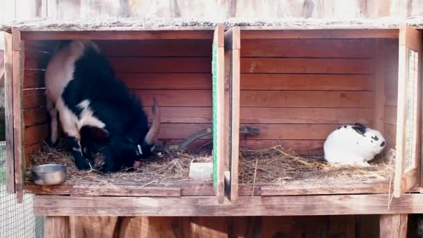 Goat and rabbit in the cages. — Stock Video