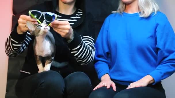 二人のレズビアンが猫と遊んでいる。眼鏡で彼をドレスアップ. — ストック動画