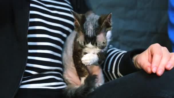 Η γάτα κάθεται στην αγκαλιά του άντρα, γλείφει το πόδι της, και πλένεται.. — Αρχείο Βίντεο