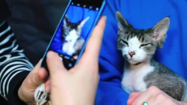 Devon Rex kedisine yakın plan. Sahibinin elinde.