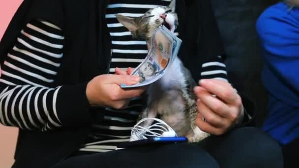 A cat sitting on her lap at a man chewing on money. — Stock Video