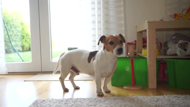 Pies Jack Russell Terrier stoi na podłodze, kręci głową — Wideo stockowe