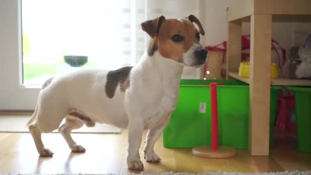 Porträtt hund jack russell terrier, pjäser, snyltar till golvet — Stockvideo
