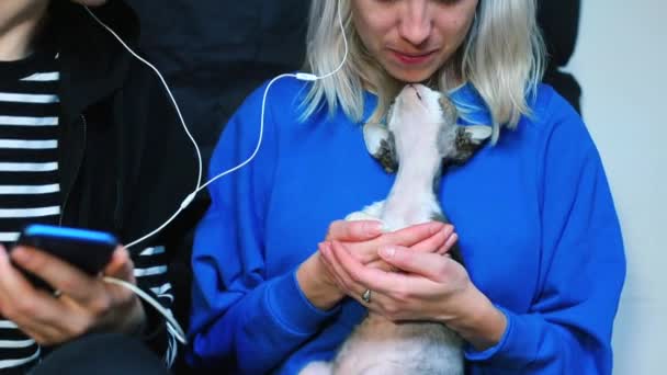 Two lesbians take selfie with devon rex cat on smartphone — Stock Video