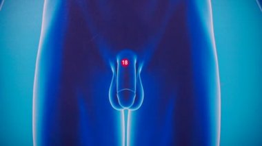 The image of the penis in the picture.