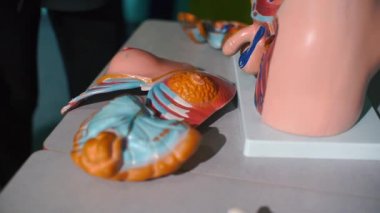 Bir öğrenci insan iç organlarından bir manken toplar..