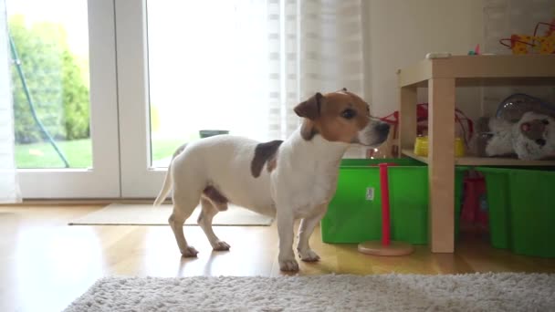 Hund Jack Russell Terrier kuschelt sich auf den Boden — Stockvideo