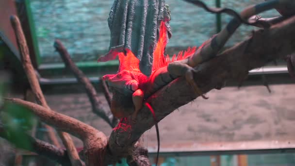 Een hagedis zit op een boom onder een rood warm licht. — Stockvideo