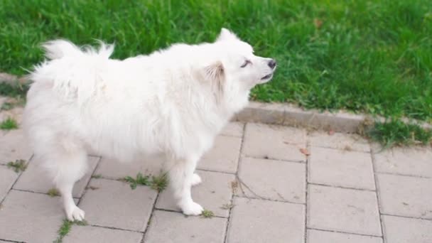 Witte hond staat op de stoep en blaft naar een kat — Stockvideo