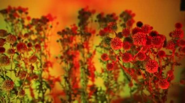 Renkli ışıkta yabani bitkilerin yakın çekimi.