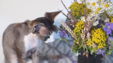 Çiçeklerin yanında bir kedinin yakın çekimi. Kedi çiçekleri kokluyor ve çiğniyor.