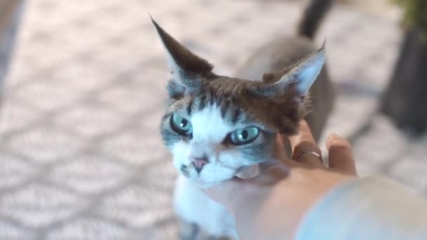 De eigenaar raakt de kat aan met zijn hand. — Stockvideo