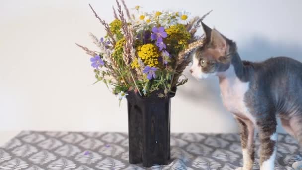 Krótkowłosy kot zbliża się do bukietu dzikich kwiatów. — Wideo stockowe