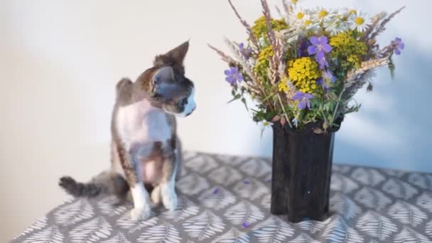Kotek pozuje na stole w pobliżu bukietu dzikich kwiatów. — Wideo stockowe